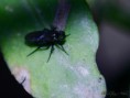 /album/diptera/mosca-soldado-negra-hermetia-illucens-jpg/